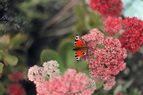 schmetterling, 가을, 꽃의 무료 스톡 사진
