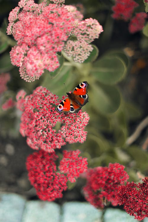 คลังภาพถ่ายฟรี ของ farbe, herbst, natur