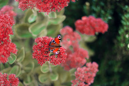 คลังภาพถ่ายฟรี ของ farbe, herbst, natur