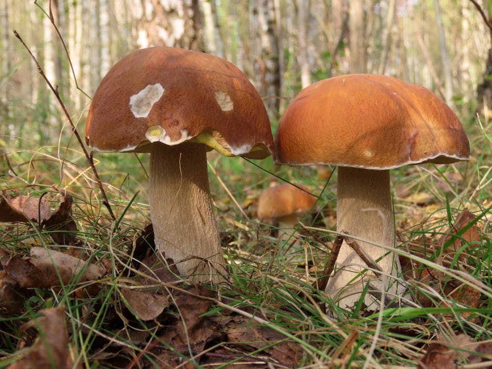 бесплатная Бесплатное стоковое фото с Боровик, грибы, дикий Стоковое фото