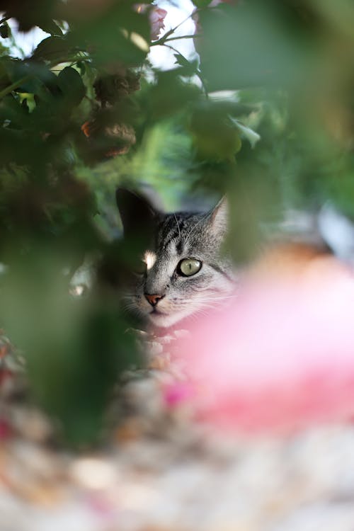 Foto d'estoc gratuïta de domesticat, enfocament selectiu, felí