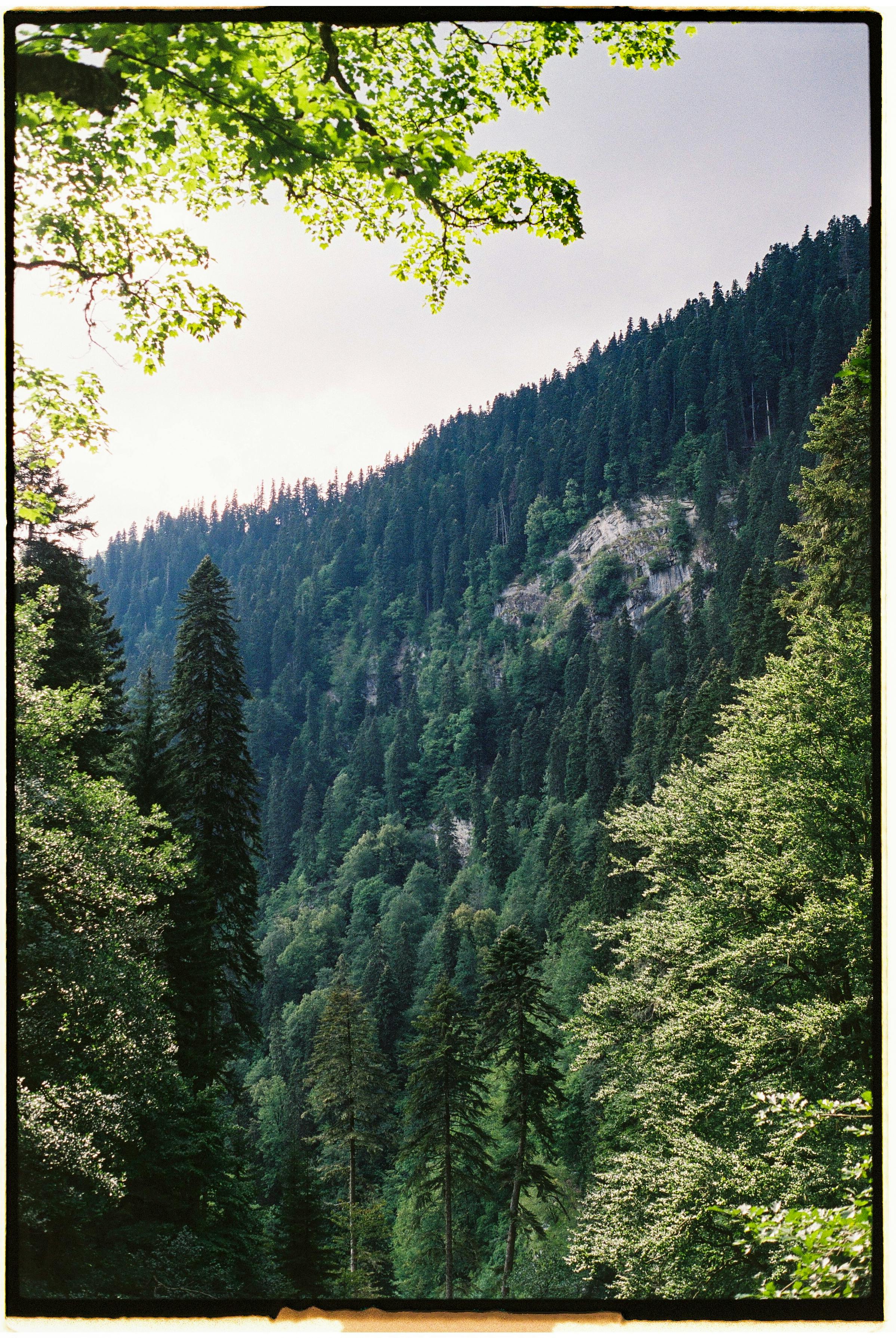 A serene view of a dense evergreen forest on a mountainside, perfect for nature lovers.