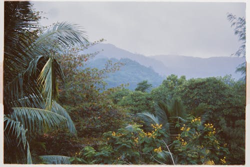 Jungle Near Mountain in Seychelles