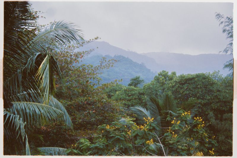 The Rainforest & Peaks