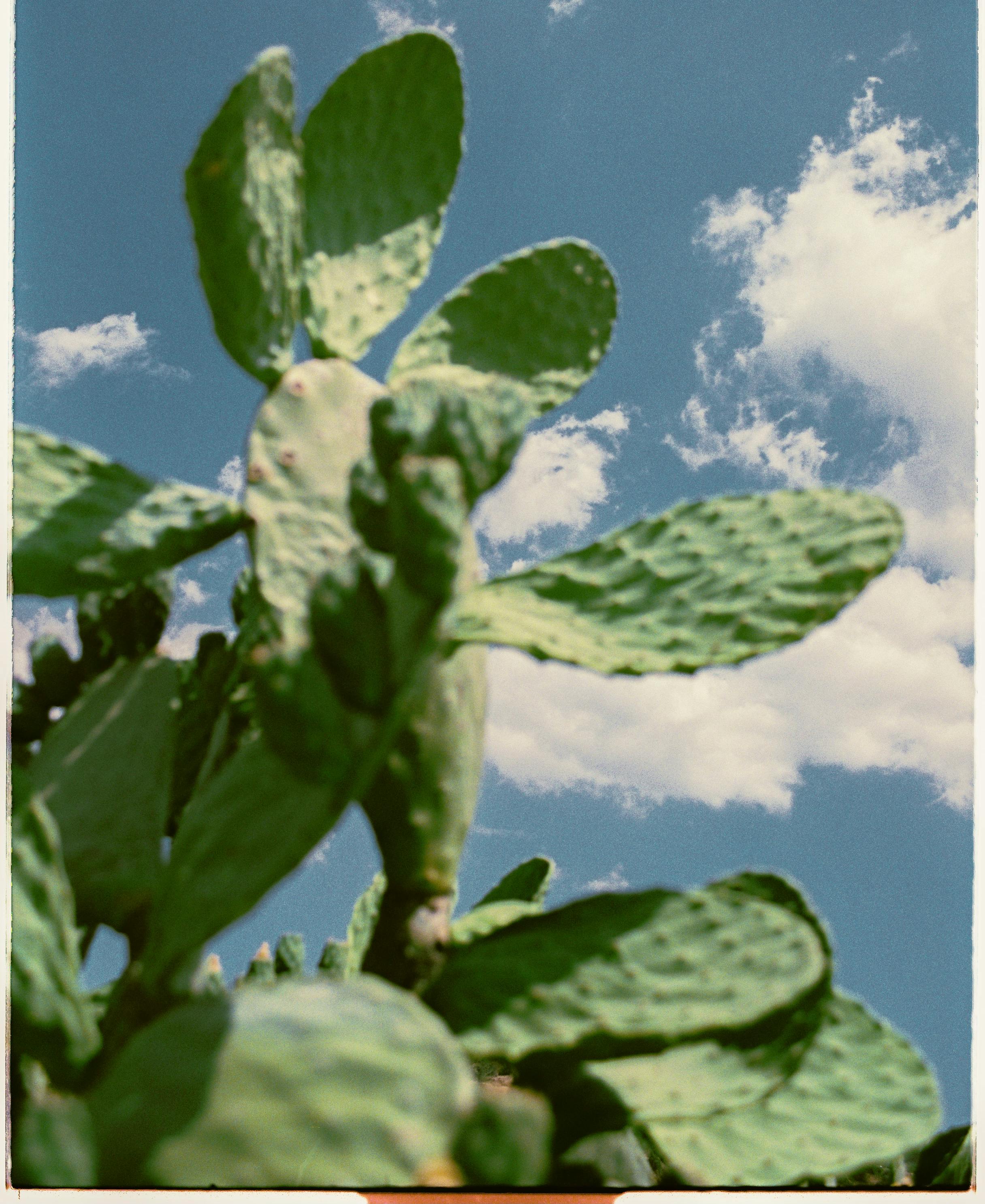 Low-angle shot of a cactus with a clear blue sky background, captured in Cyprus.