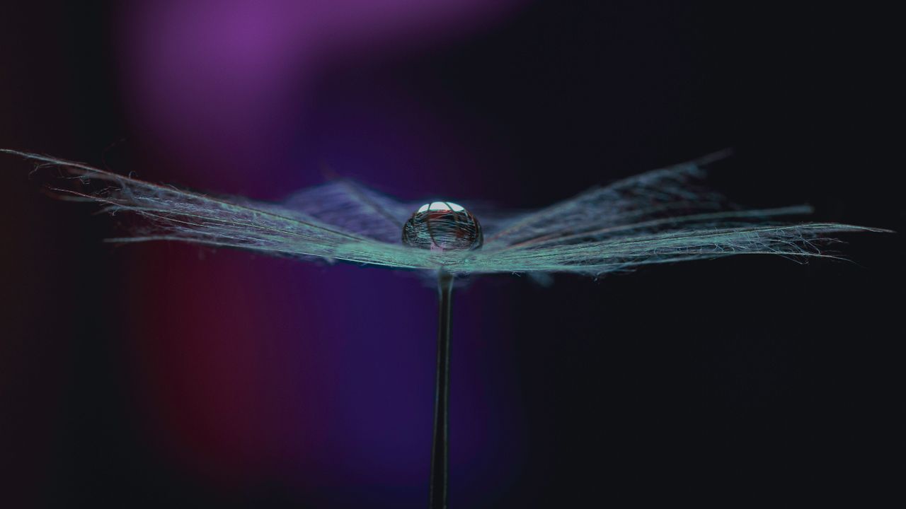 a stunning macro shot capturing a delicate water droplet on a dandelio