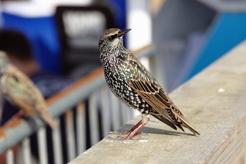 Free stock photo of animals, bird, feathers