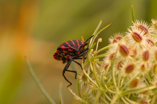 Gratis arkivbilde med bille, insekt, insektfotografering Arkivbilde