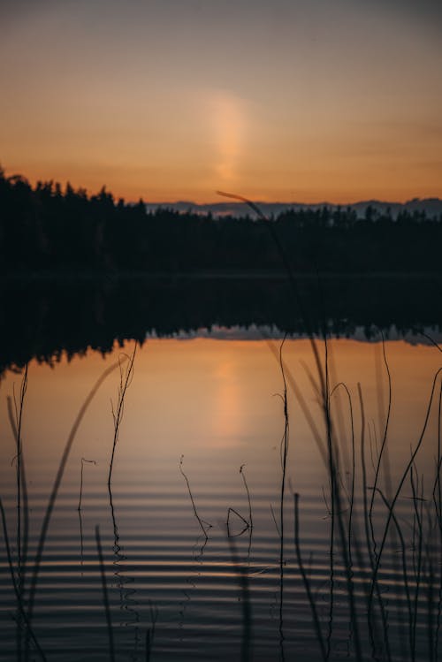 Reflection of Trees on the Lake 