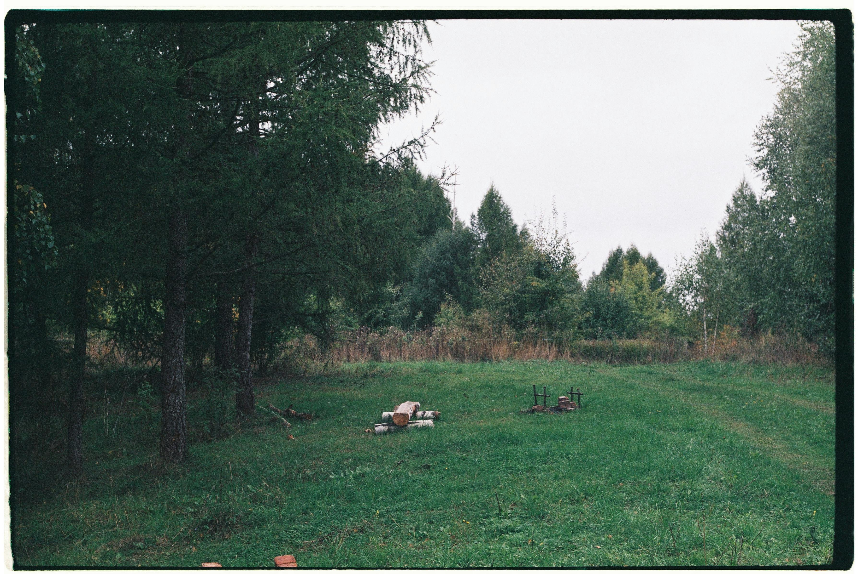 Serene countryside scene featuring cut tree logs in a grassy field bordered by lush trees.