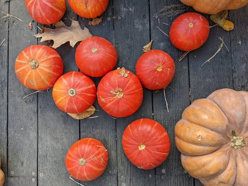 Autumn Harvest of Pumpkins