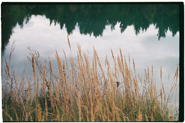 Feather Reed Grass Growing Near The Lake 