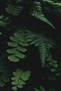 Green Leaves in Close Up Photography