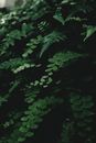 Green Leaves in Close Up Photography
