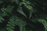 Green Leaves in Close Up Photography