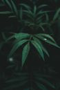Green Leaves in Black Background