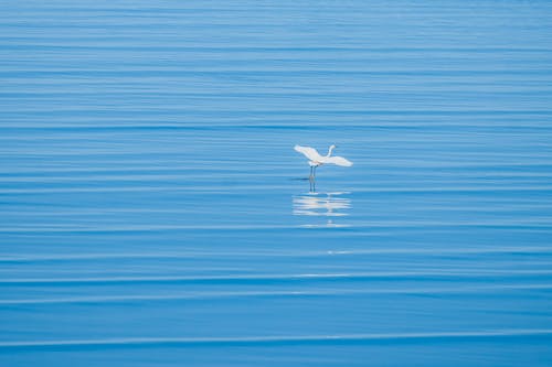 Free White Bird Flying over the Blue Sea Stock Photo