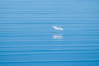 白鹭优雅地飞越平静的蓝色海水的宁静景色