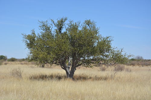 Green Tree on Brown Grass Field