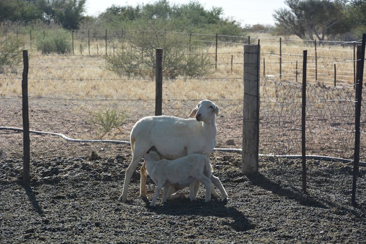 Goat And Goatling