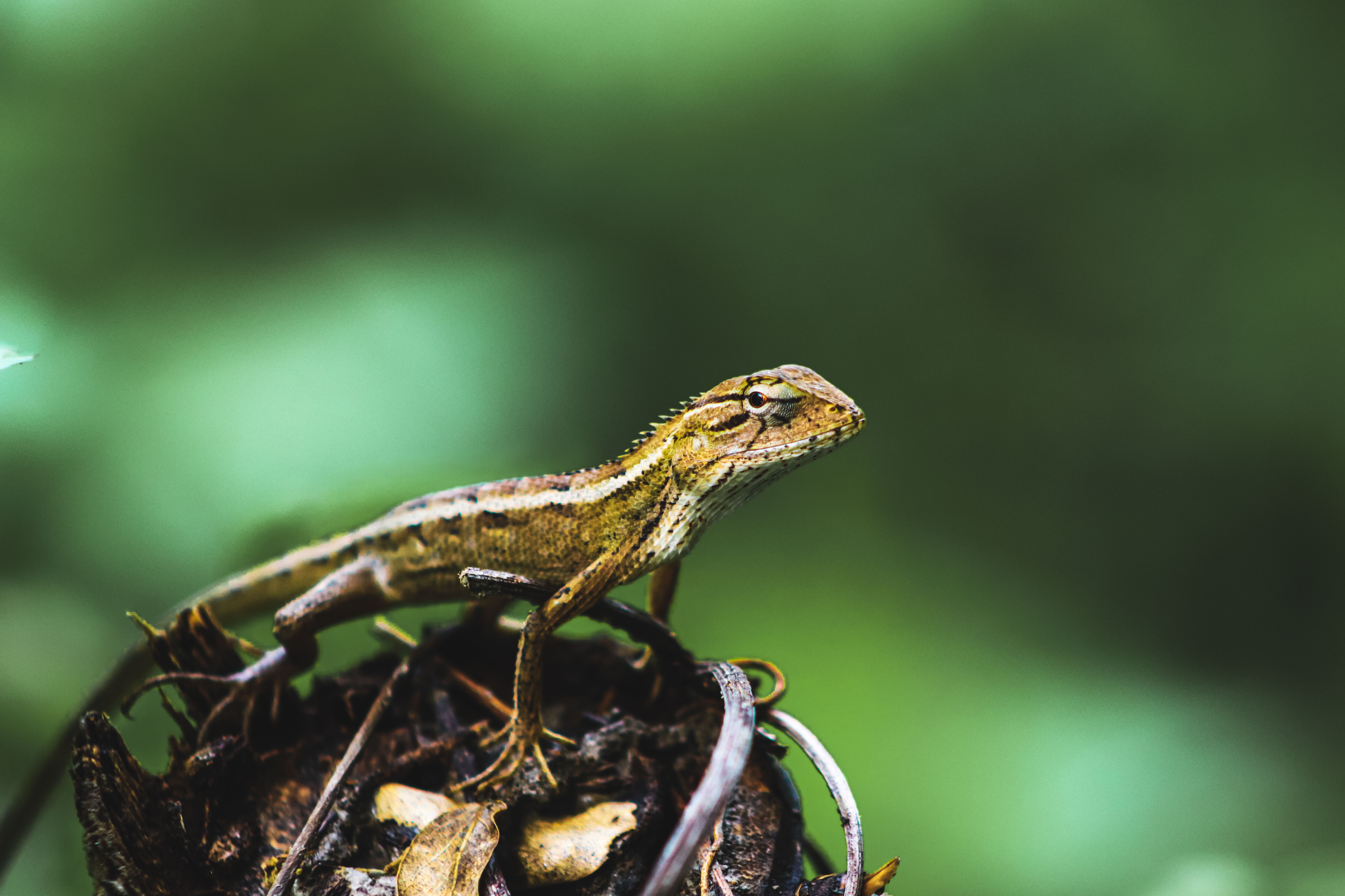 Close Up Shot of a Lizard · Free Stock Photo