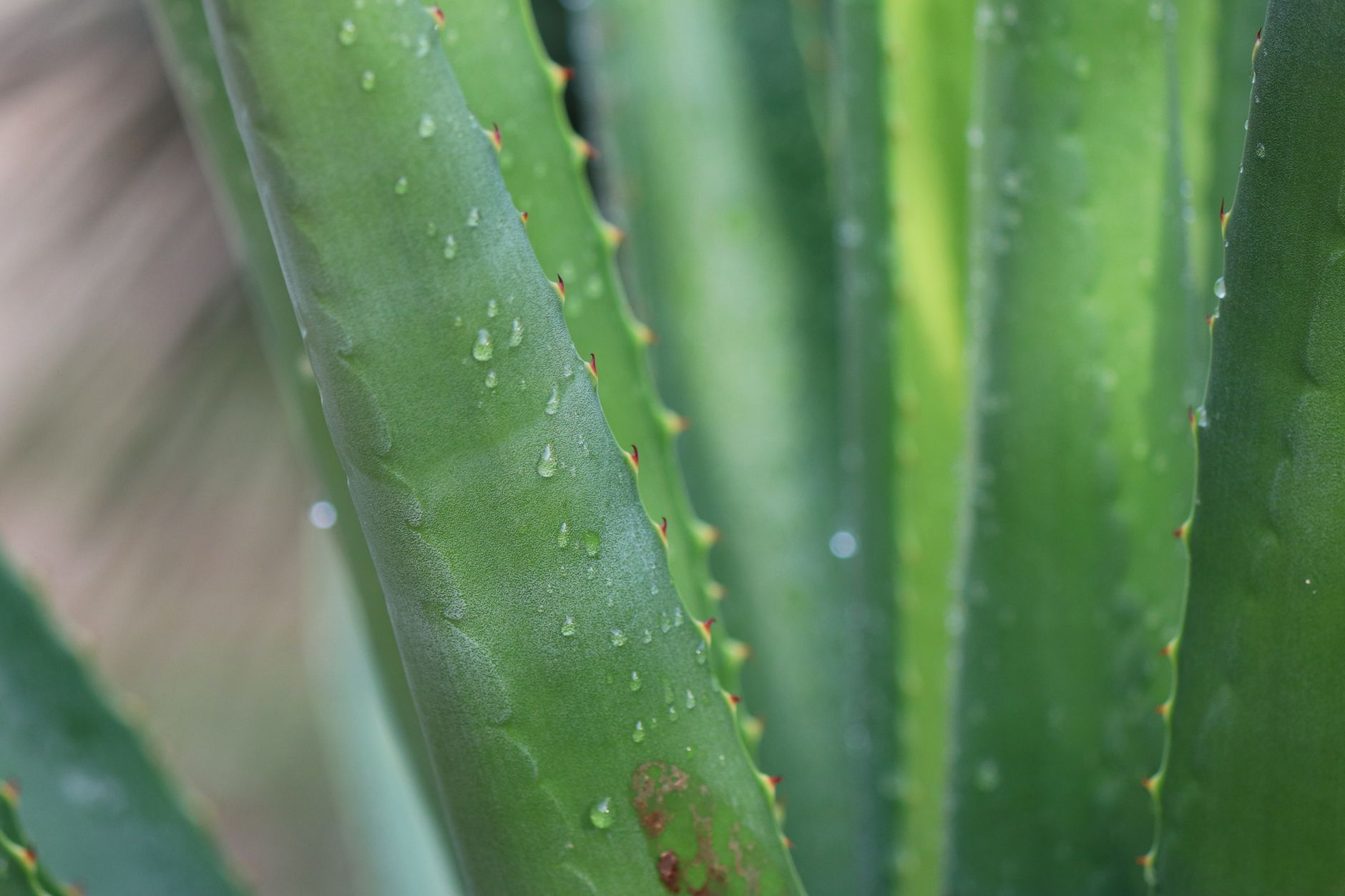 Aloe vera plant with water droplets