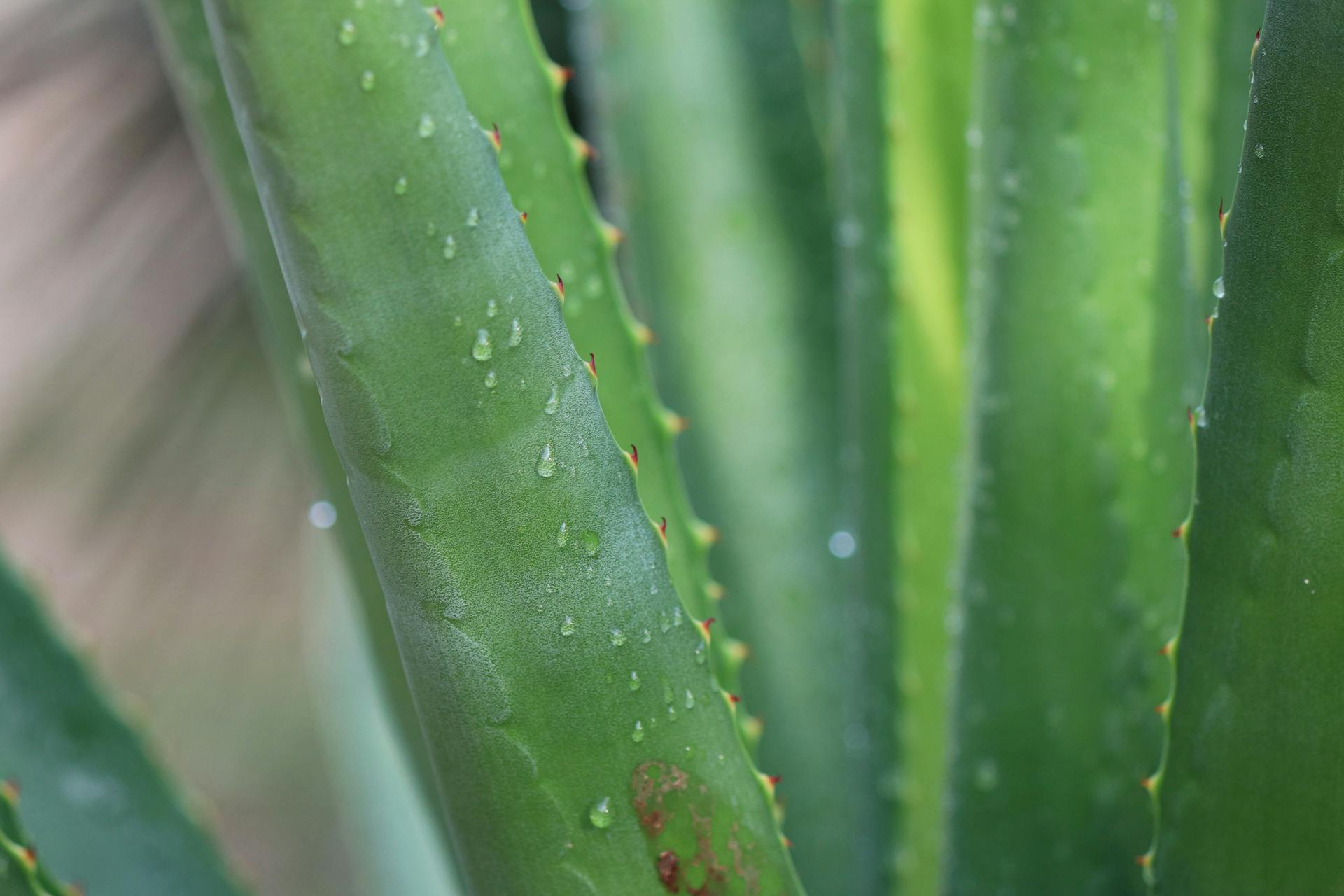 Water Droplets on Aloe Vera Plant