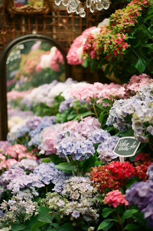 Ilmainen kuvapankkikuva tunnisteilla hortensia, kasvit, kukat