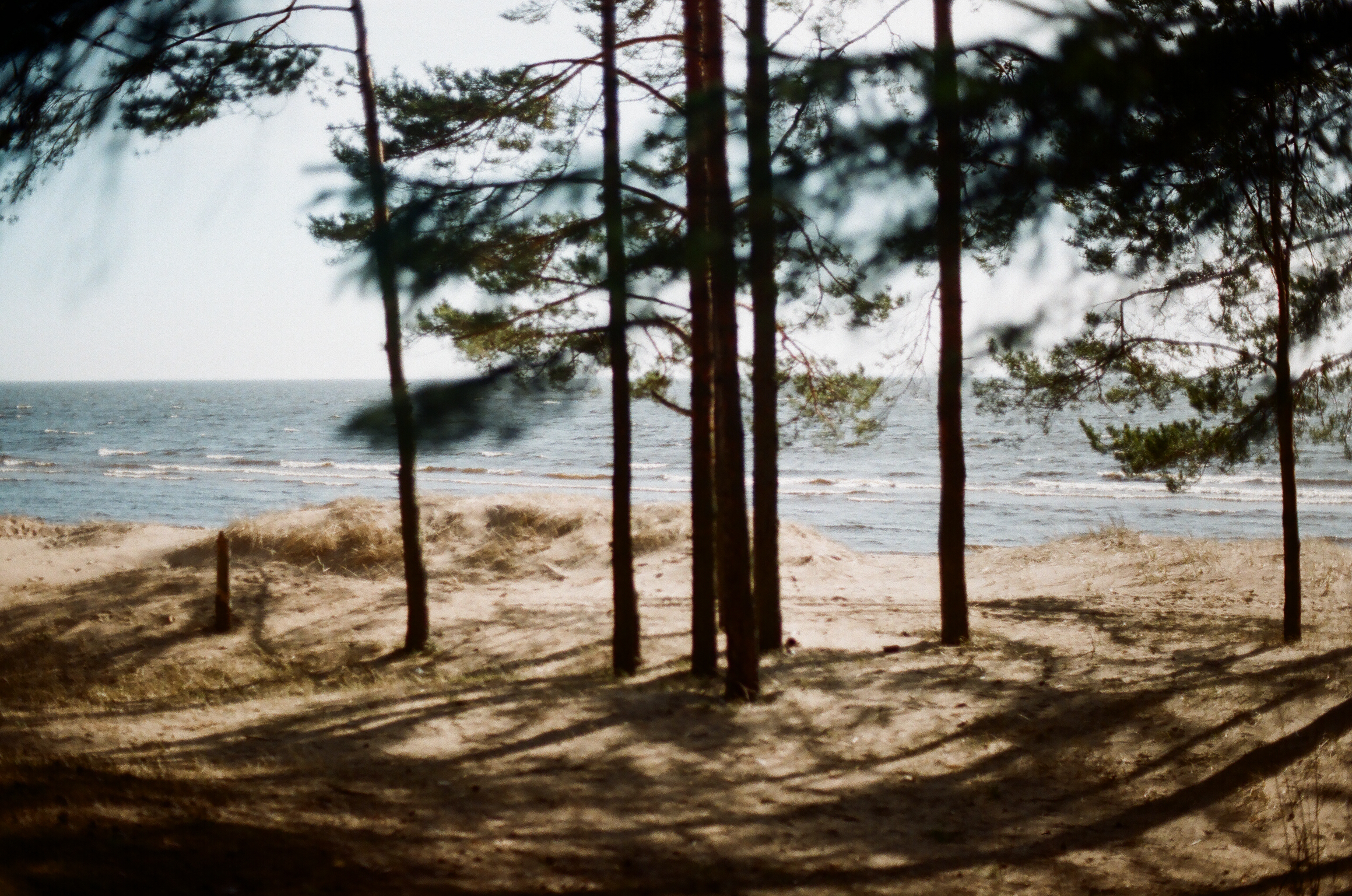 Serene view of pine trees casting shadows on a sandy beach by the ocean.