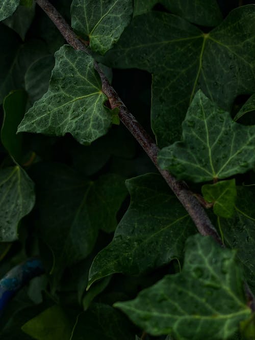 Foto profissional grátis de fechar-se, folhagem, folhas verdes