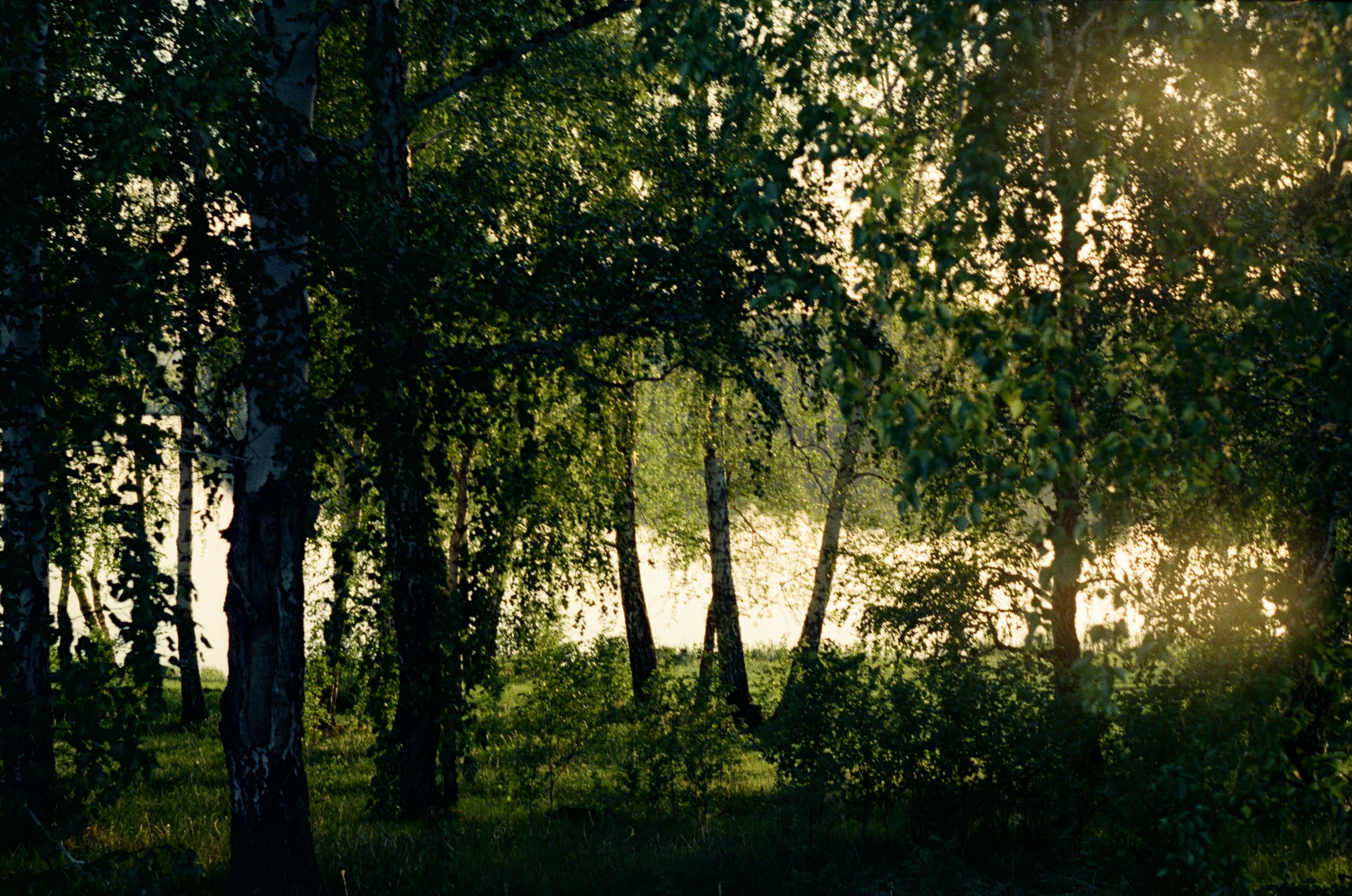 Peaceful forest scene with sunlight filtering through trees by a tranquil lake.