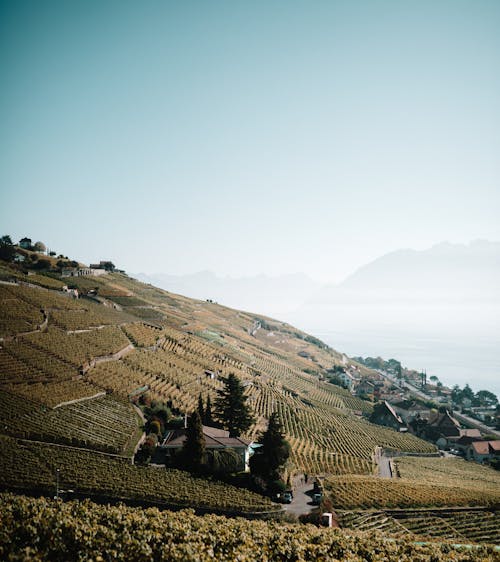 Houses in Between Croplands 