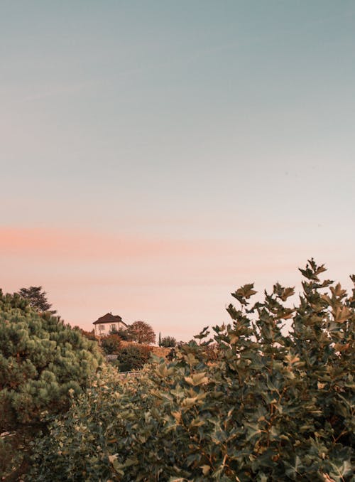 Clear Sky over Trees