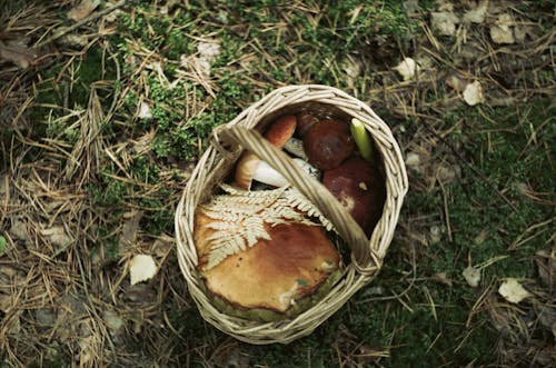 Free Wild Mushrooms in a Basket Stock Photo