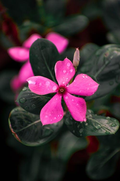 Water Droplets on Pink Flower 