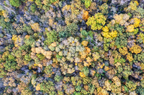 ağaçlar, drone çekimi, düşmek içeren Ücretsiz stok fotoğraf