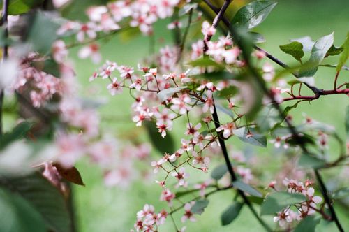 Free Delicate pink blossoms bloom in a Saint Petersburg park, portraying the essence of spring. Stock Photo
