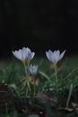Few Blooming Crocuses