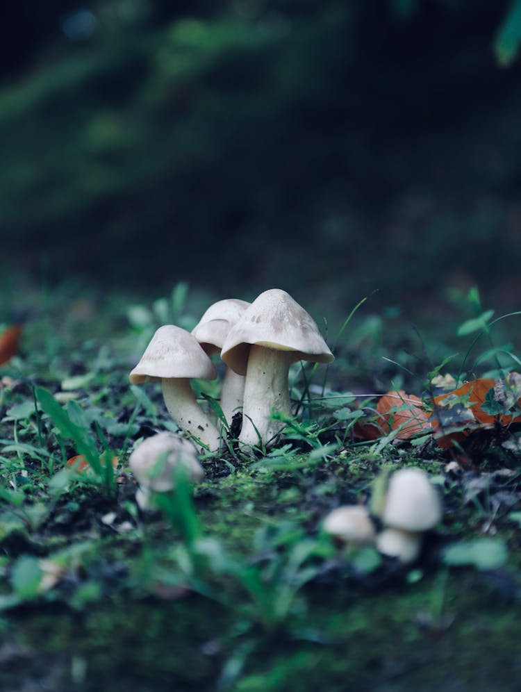 White Mushrooms Growing On Ground 