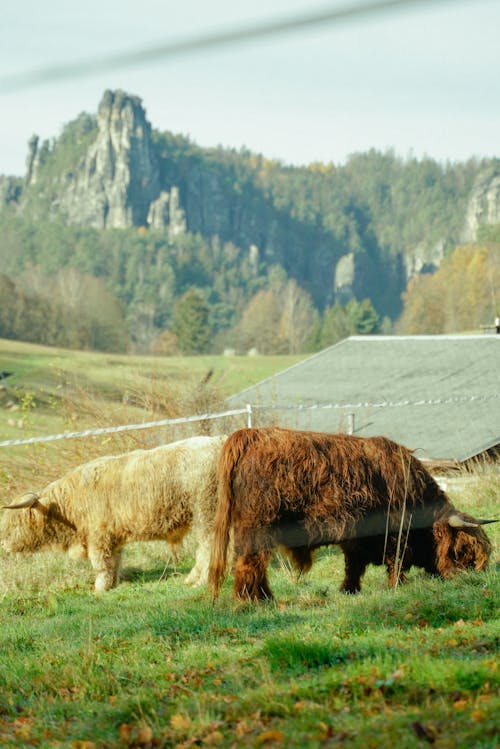 Darmowe zdjęcie z galerii z jedzenie, krowa, pasący się