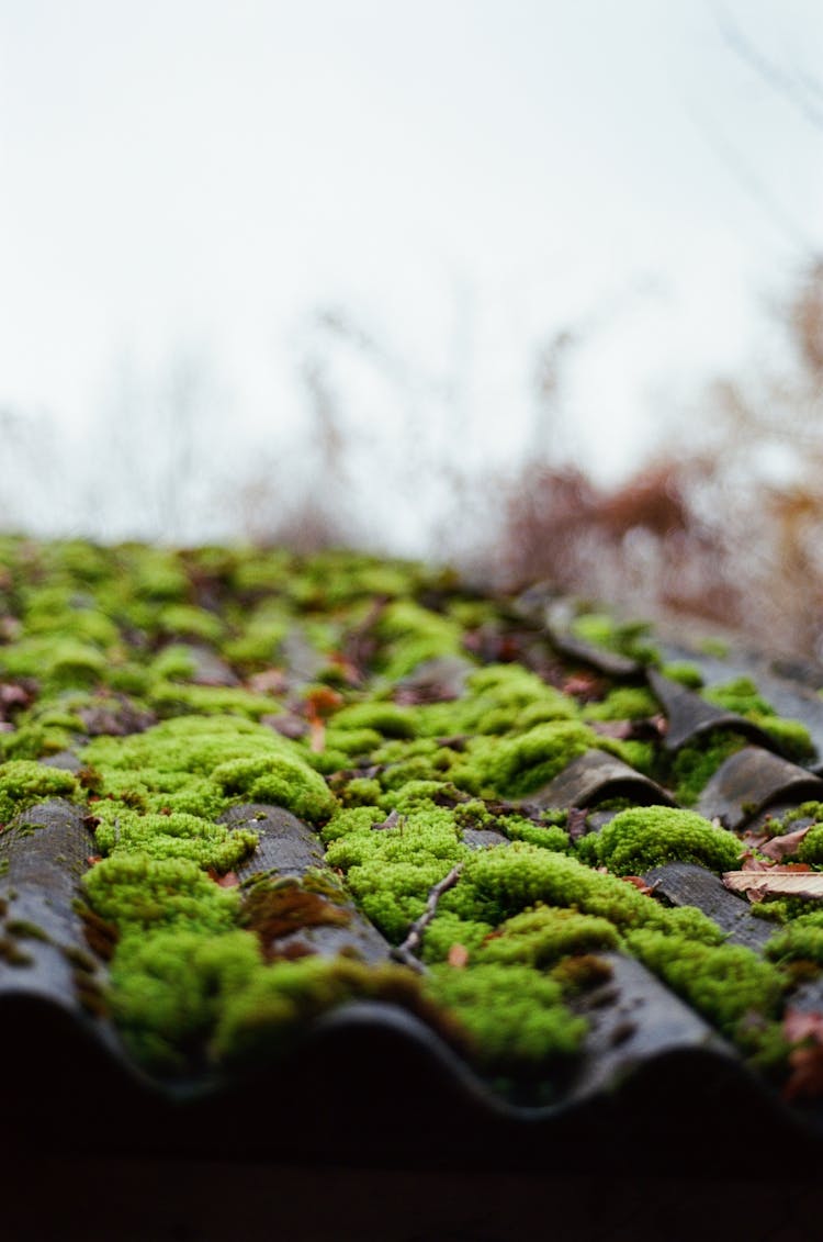 Moss On Roof Tiles