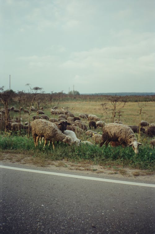 A Shot of Sheep Herd 