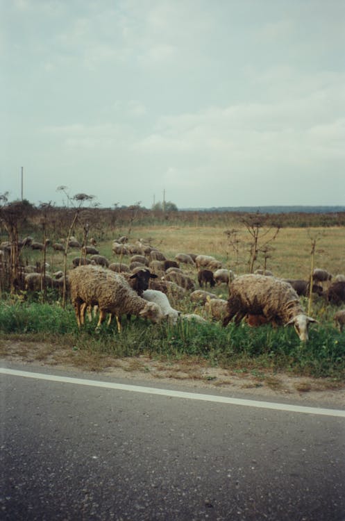 A Shot of Sheep Herd 