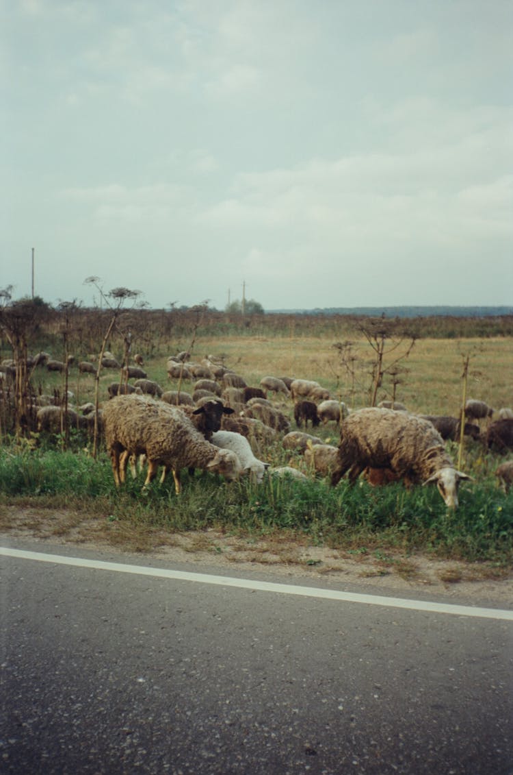 A Shot Of Sheep Herd 