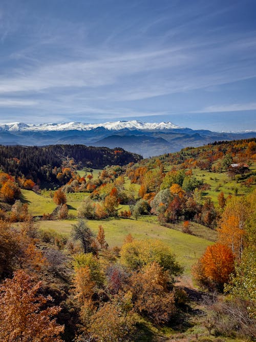 
An Aerial Shot of a Field with Trees in Autumn Colors