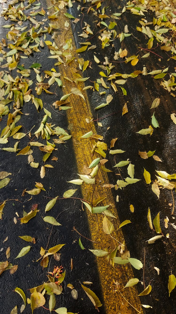 Fallen Leaves On The Wet Road