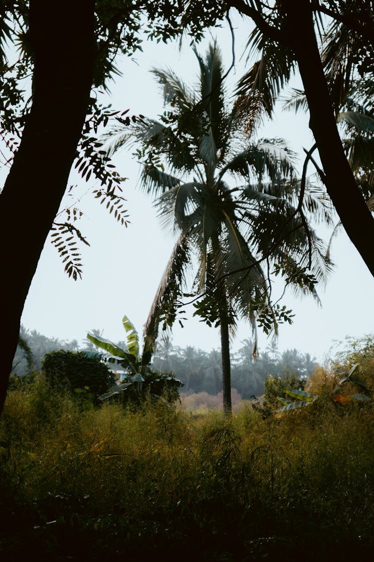 Tropical Flora On Field