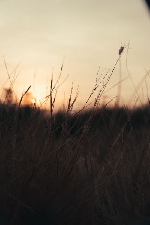 Free Peaceful sunset creating silhouette on a grassy field, capturing nature's evening charm. Stock Photo