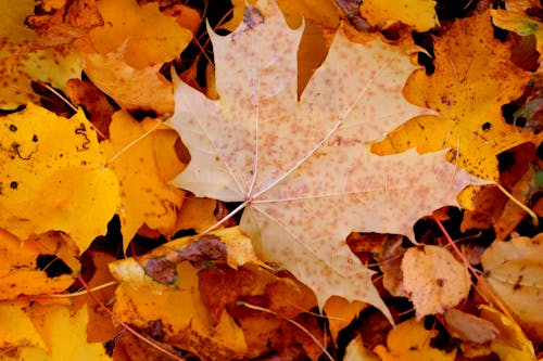 
A Close-Up Shot of Maple Leaves