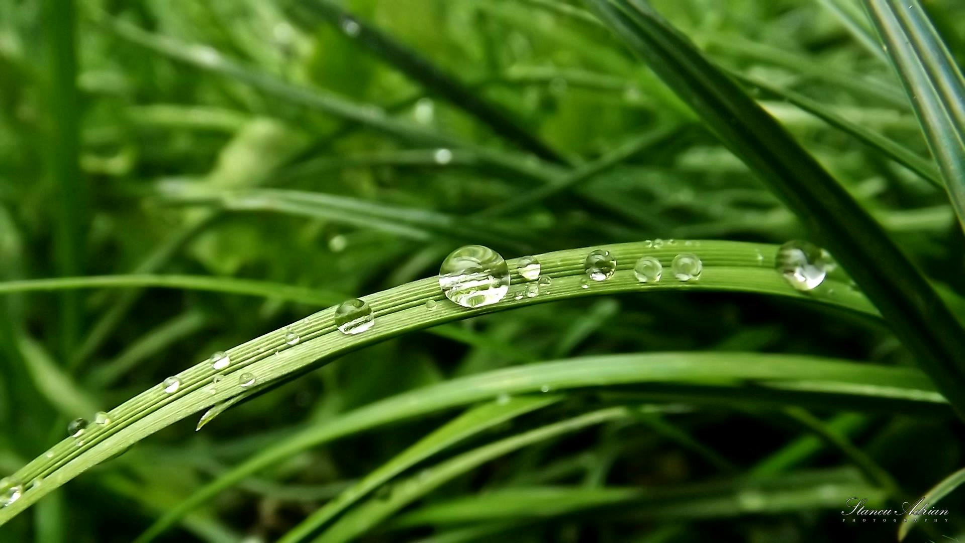 Free stock photo of after the rain, dew, drops
